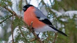 Bullfinch: vzhled ptáků a jejich rodu, lety jsou nahrazeny